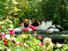 Luci Beim Faulenzen 